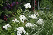 Phlox  1619.webp
