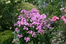 Phlox  1719.webp
