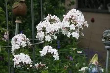 Phlox  1819.webp