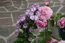 Phlox Shalun0119.webp