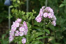 Phlox Shalun0219.webp
