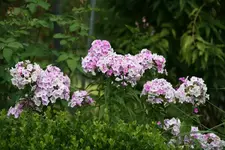 Phlox0215.webp