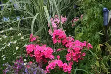Phlox0415.webp