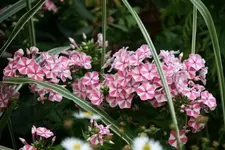 Phlox2015.webp