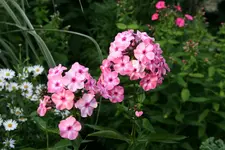 Phlox3116.webp