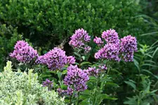 Phlox3417.webp