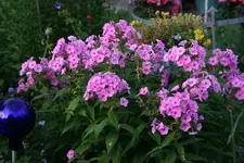 Phlox3817.webp