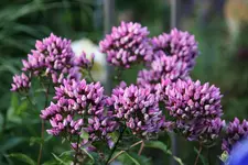 Phlox4017.webp
