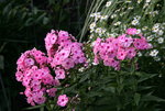 Phlox4517.JPG