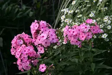 Phlox4517.webp