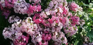 20190720_081242.webp