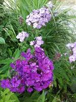 20190720_082133.webp