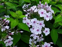 20190720_082234.webp