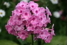 Phlox1615.webp