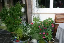 Terasse   2519.webp