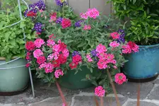 Terasse   2819.webp