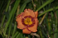 DSC08110.webp