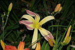 DSC08111.JPG