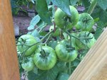 IMG_1907.JPG