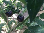 IMG_1918.JPG