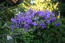 Cl.Jackmanii0419.webp
