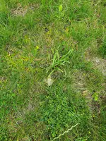 rasen1.webp