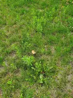 rasen3.webp