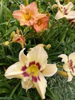 IMG_20190721_121220.webp