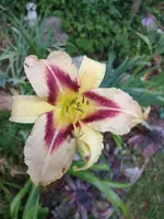 IMG_20190720_195957.webp