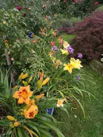 IMG_20190720_200059.webp