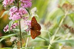 Bokeh mit Schmetterling.jpg