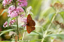 Bokeh mit Schmetterling.webp