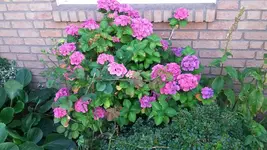 20190721_133510.webp