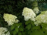 DSCN1600.webp