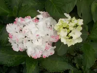 DSCN1539.webp