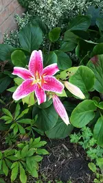 Lilie (2).webp