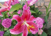 lilie3.webp
