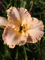 IMG_20190722_181209.webp