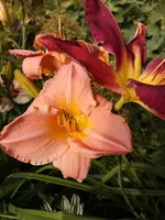 IMG_20190722_181253.webp