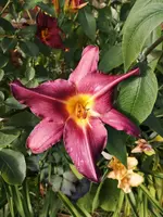 IMG_20190722_181106.webp