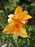 IMG_20190722_181324.webp