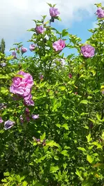 20190721_110000.webp