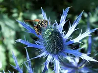 DSCF2619 (2).webp