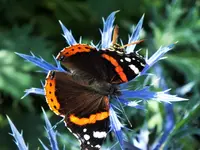 DSCF2617 (2).webp
