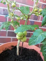 IMG_20190723_093902.webp