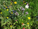 DSC00544.JPG