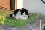 Schnucki0519.JPG