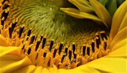 2019yellow03.jpg