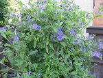 IMG_6768.JPG