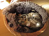 IMG_5582 v (2).webp